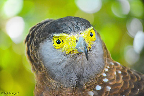 Philippine serpent eagle
