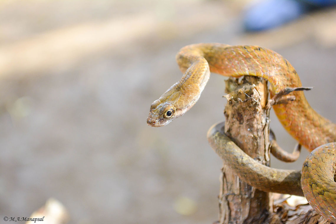 common mock viper  Common mock viper,Geotagged,Philippines,Psammodynastes pulverulentus,Summer