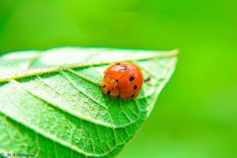 ladybird beetle  Geotagged,Philippines,Summer