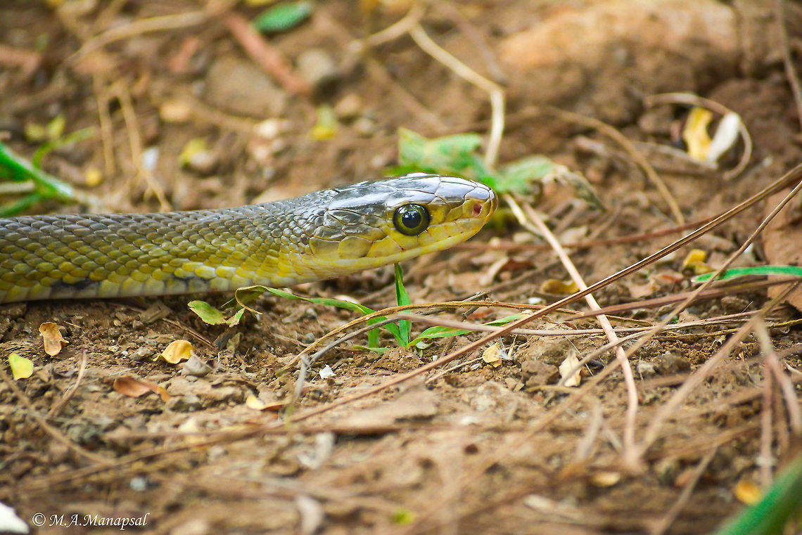 Philippine Rat Snake  Coelognathus erythrurus,Geotagged,Philippines,Summer,philippine rat snake