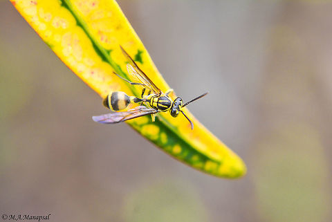 yellow jacket  Geotagged,Philippines,Summer