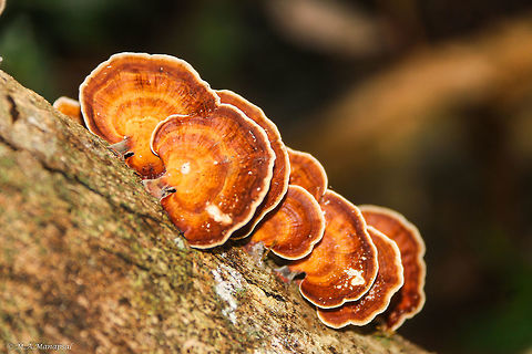 Turkey Tail Fungus  Fall,Geotagged,Philippines,Trametes versicolor