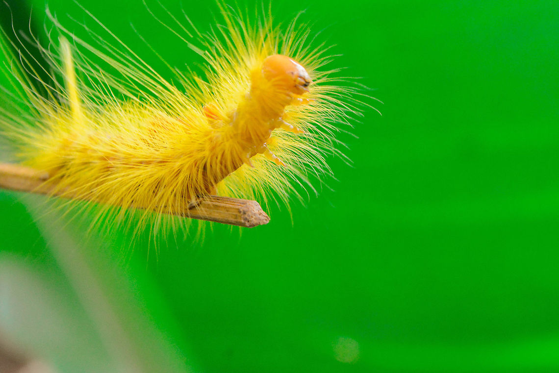 yellow spiky caterpilar  Geotagged,Philippines,Summer