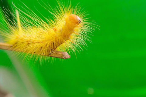 yellow spiky caterpilar  Geotagged,Philippines,Summer