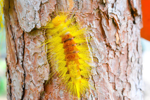 Calliteara sp.  Geotagged,Philippines,Summer