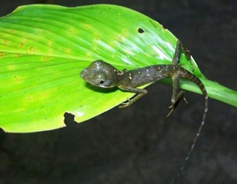 Philippine_Sailfin_Lizard_(Hydrosaurus_pustulatus) A Philippine endemic and has a vulnerable status categorized by IUCN. This is locally known as Ibid captured lying in the leaf of Taro plant along the river.  Geotagged,Hydrosaurus pustulatus,Philippine sailfin lizard,Philippines,Winter