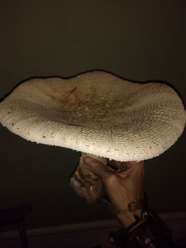 Amanita Subcokeri ( possible ) #3 3rd pic in series of 3 Fall,Geotagged,United States