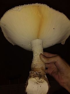 Amanita Subcokeri ( possible ) #2  2nd pic in series of three...  Fall,Geotagged,United States