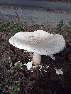 Amanita Subcokeri ( possible )  About 11 inches tall... Cap is about the same in width. Gills are present underside of cap, very frilly. Stem is about 7 in high,  and 3-3.5 wide. Stem looks like it is peeling downward,  or scaly. Cap is concave,  bowl-like. Cap has small spikes,  growing larger towards the center. Bulb is rounded, about 4 inches in width. All one color, off white. Interior is meaty,  and pure white through out. 
  As I am an apprentice level fungi guy... If anyone thinks this may be misidentified,  please comment.  Fall,Geotagged,United States