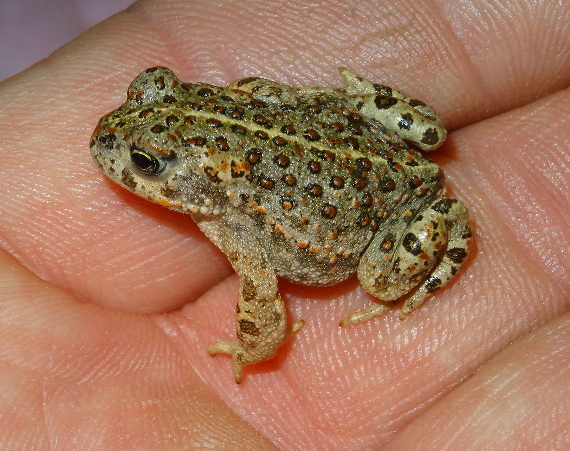 Bufo calamita (Natterjack) in Dutch Rugstreeppad photograph taken 2020-09-28 This juvenile Natterjack was so very quick, that I could only photograph him properly om my hand. On this photo the yellow stripe, going from his nose until his anus is good visible. (Dutch: Rugstreeppad),Bufo calamita,Fall,Geotagged,Natterjack,Netherlands