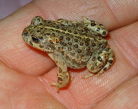 Bufo calamita (Natterjack) in Dutch Rugstreeppad photograph taken 2020-09-28 This juvenile Natterjack was so very quick, that I could only photograph him properly om my hand. On this photo the yellow stripe, going from his nose until his anus is good visible. (Dutch: Rugstreeppad),Bufo calamita,Fall,Geotagged,Natterjack,Netherlands