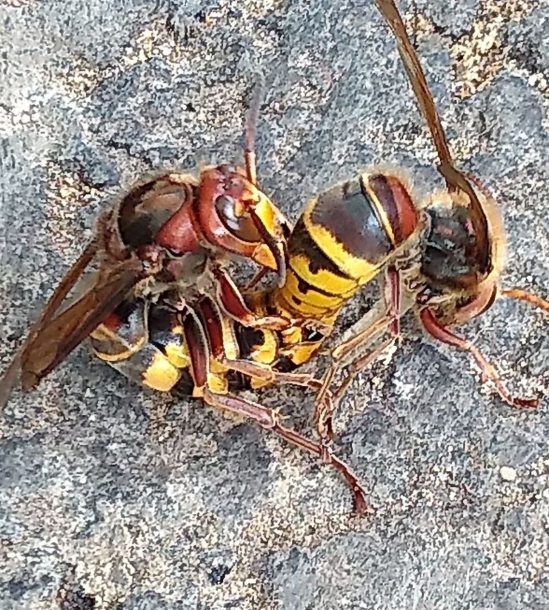 Mating European hornets Two European hornets (Dutch: hoornaar) were mating on an asphalt street. Although my photograph is&nbsp;poor of quality&nbsp;I like to share it, because&nbsp;I have seen this never before. After I&nbsp;photographed&nbsp;this couple, I removed them from the street to prevent them from overdriving by cars. Because my real camera was at home, this photograph was taken with my mobile phone. European Hornet,Fall,Geotagged,Netherlands,Vespa crabro