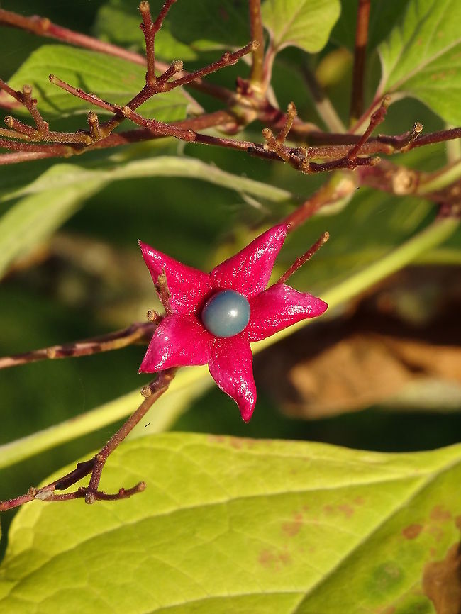 Clerodendrum trichotomum Clerodendrum trichotonum blossums in the summer with white flowers. In autum this tree bears seeds in a starshape covering, with beautiful colours in the afternoonsun. The leafs of this tree when bruise are smelling after peanut butter. The Dutch name of this tree is &quot;Kansenboom&quot; or &quot;pindakaasboom&quot;. Photograph was taken on Nov. 5, 2020 in my homegarden. Clerodendrum trichotomum,Fall,Geotagged,Netherlands,clerodendrum trichotomum