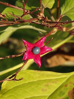 Clerodendrum trichotomum Clerodendrum trichotonum blossums in the summer with white flowers. In autum this tree bears seeds in a starshape covering, with beautiful colours in the afternoonsun. The leafs of this tree when bruise are smelling after peanut butter. The Dutch name of this tree is "Kansenboom" or "pindakaasboom". Photograph was taken on Nov. 5, 2020 in my homegarden. Clerodendrum trichotomum,Fall,Geotagged,Netherlands,clerodendrum trichotomum