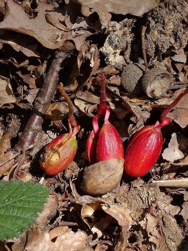 Quercus robur, ontkiemende eikels van de zomereik   English oak,Geotagged,Netherlands,Quercus robur,Spring