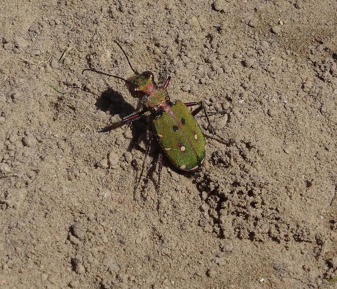 Cicindela campestris, Green Tiger Beetle, in Dutch: Groene Zandloopkever After a cold night, this Cicindela campestris was warming up in the morning sun, giving me a good opportunity to make an picture. Cicindela campestris,Geotagged,Green Tiger Beetle,Netherlands,Spring