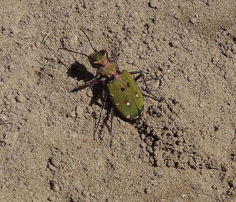 Cicindela campestris, Green Tiger Beetle, in Dutch: Groene Zandloopkever After a cold night, this Cicindela campestris was warming up in the morning sun, giving me a good opportunity to make an picture. Cicindela campestris,Geotagged,Green Tiger Beetle,Netherlands,Spring