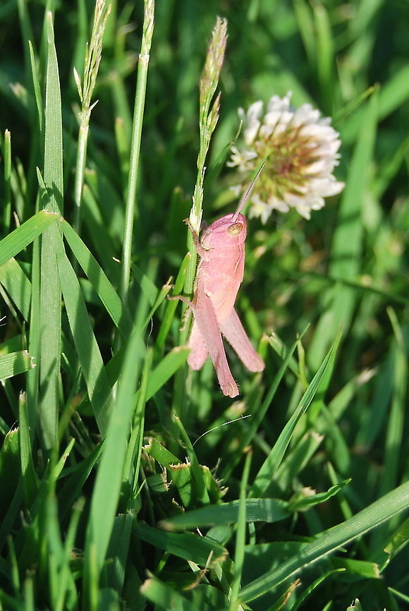 Omocestus viridulus, Netherlands On the lawn of a neighbour-garden I found this pink specimen of the commonly green coloured grasshopper Omocestus Viridulus (in Dutch Groene Veldsprinkhaan). It was hard to make a picture of this beauty. It is a rare natural mutation. Geotagged,Netherlands,Omocestus viridulus,Spring