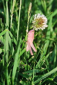 Omocestus viridulus, Netherlands On the lawn of a neighbour-garden I found this pink specimen of the commonly green coloured grasshopper Omocestus Viridulus (in Dutch Groene Veldsprinkhaan). It was hard to make a picture of this beauty. It is a rare natural mutation. Geotagged,Netherlands,Omocestus viridulus,Spring