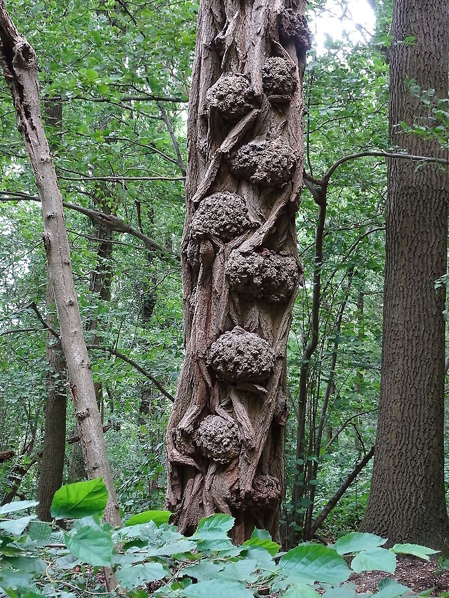 Robinia_pseudoacacia This beautiful natural grown tree-trunk stands beside a walkingpath in a forest near Bunde (NL). It is a piece of art by natur. In Dutch called: Gewone-, schijn-, witte- of valse acacia. Black locust,Geotagged,Netherlands,Robinia pseudoacacia,Summer