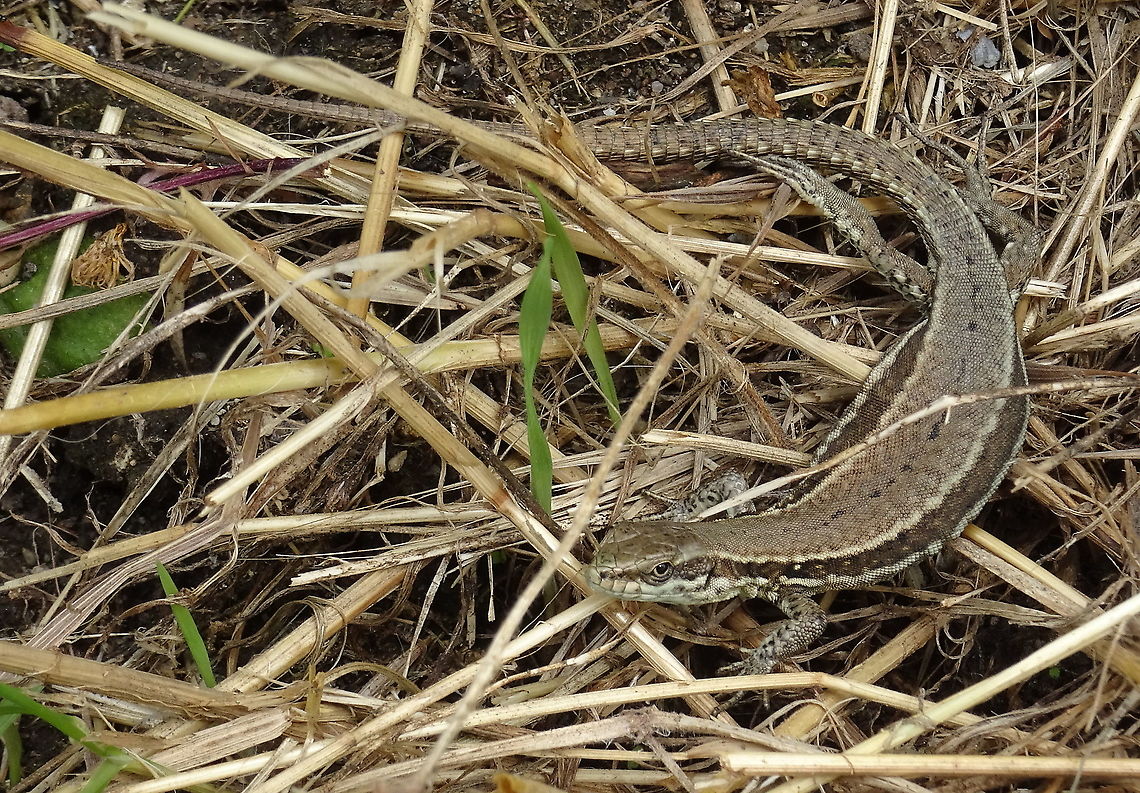 Podarcis muralis The species P. mularis is very common en widely spread in the southern en middle part of Europe. In the Netherlands very rare and only living on two spots in the extreme south of the country. There this photograph was taken on a half-sunny day. Common wall lizard,Geotagged,Netherlands,Podarcis muralis,Summer