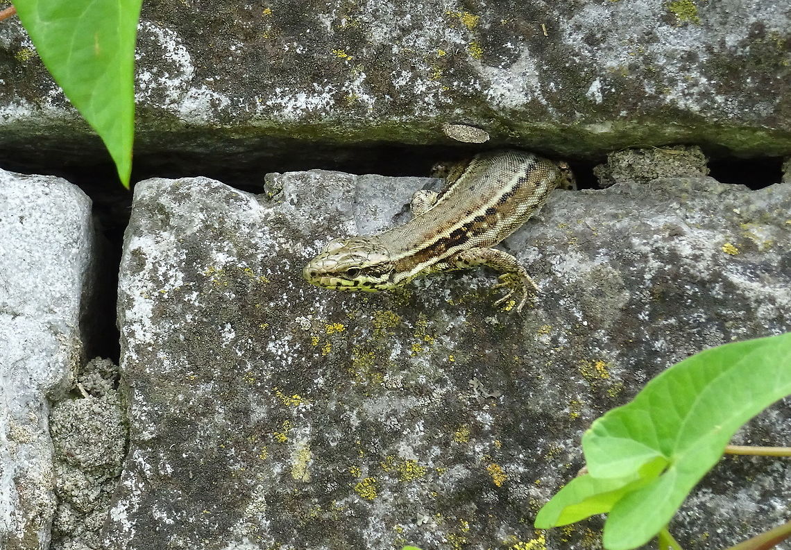 Podarcis muralis The species P. mularis is very common en widely spread in the southern en middle part of Europe. In the Netherlands very rare and only living on two spots in the extreme south of the country. There this photograph was taken on a half-sunny day. Common wall lizard,Geotagged,Netherlands,Podarcis muralis,Summer