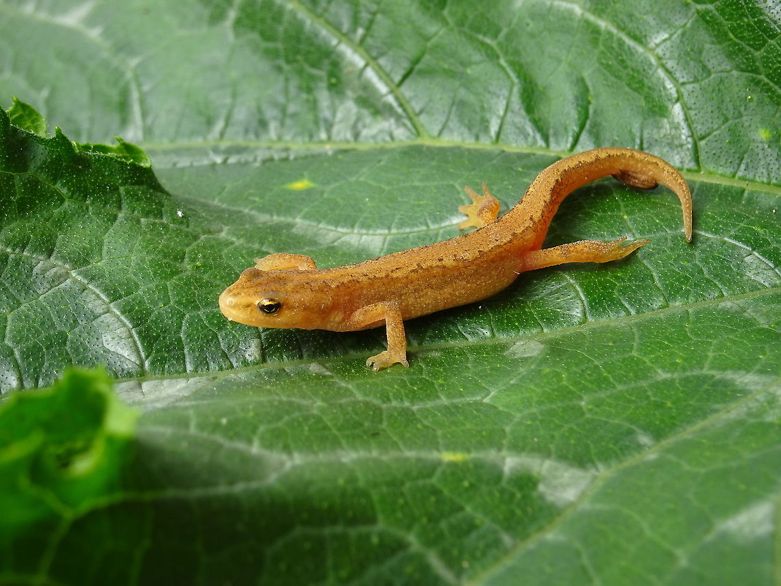Lissotriton vulgaris (2021, August 10) This juvenile female L. vulgaris was walking on the side walk on a rainy evening. After taking some photographs the next morning I set her free. Geotagged,Lissotriton vulgaris,Netherlands,Smooth Newt,Summer
