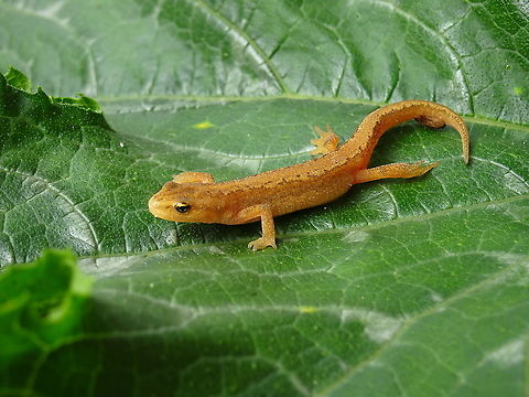 Lissotriton vulgaris (2021, August 10) This juvenile female L. vulgaris was walking on the side walk on a rainy evening. After taking some photographs the next morning I set her free. Geotagged,Lissotriton vulgaris,Netherlands,Smooth Newt,Summer