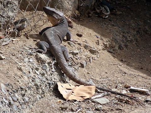 Galottia stehlinii  (Lacerta stehlinii) On Gran Canaria the large lizard Galottia stehlinii is quite common, but it is so shy that you hardly ever see it within photographing distance. When I came around a corner, I suddenly saw this adult Galottia Stehlinii in front of me at a wallfoot. I only was able to take one picture, then he was gone. Gallotia stehlini,Geotagged,Gran Canaria giant lizard,Spain,Winter