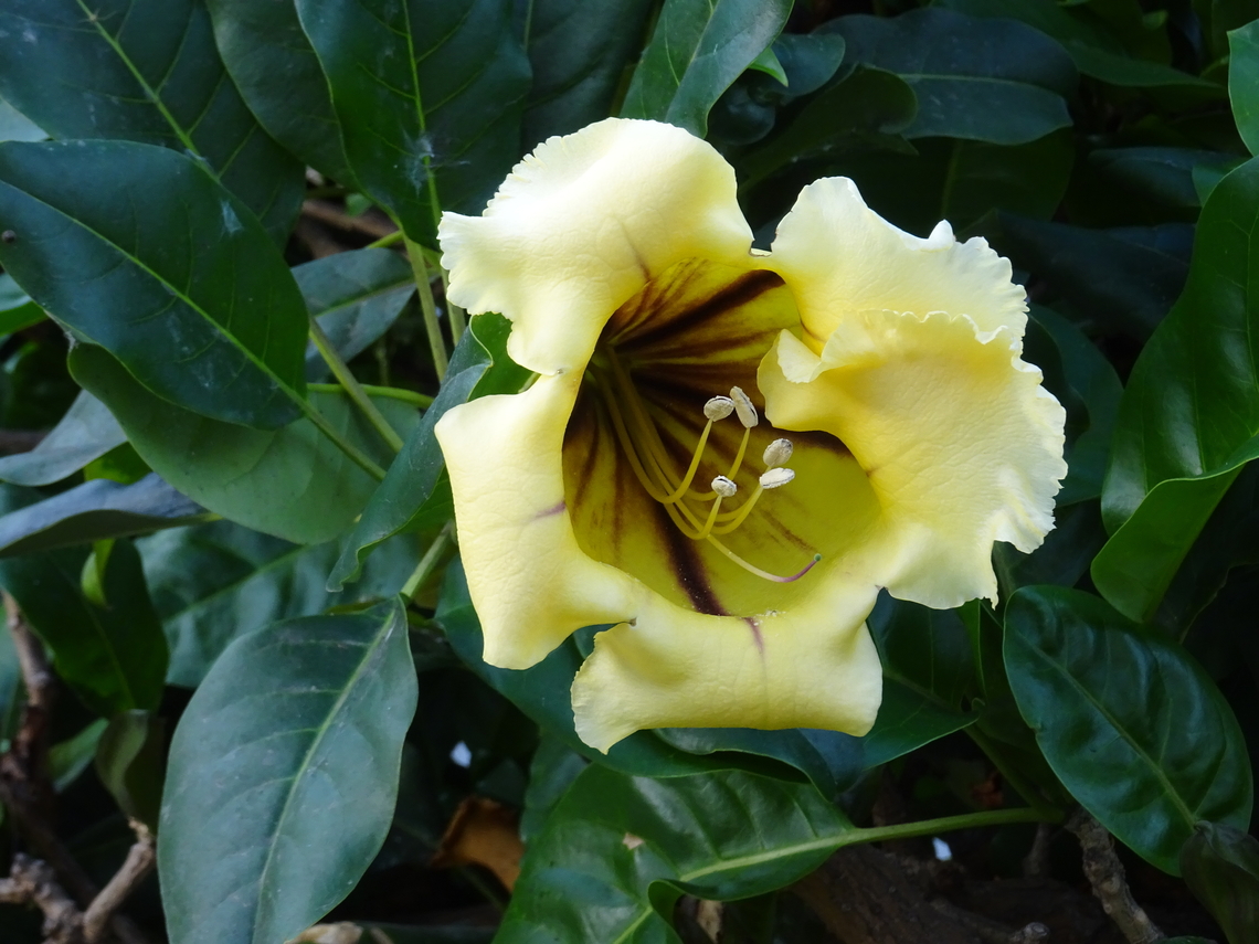 Solandra grandiflora <br />
The Solandra grandiflora is a shrubby plant with leathery foliage that is planted in public gardens in the Canary Islands. It blooms with very large flowers. This plant is very similar to the Solandra maxima but is distinguished by a less sharp line pattern in the calyx.<br />
 Geotagged,Solandra grandiflora,Spain,Winter