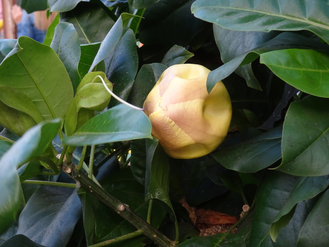 Solandra grandiflora <br />
The Solandra grandiflora is a shrubby plant with leathery foliage that is planted in public gardens in the Canary Islands. It blooms with very large flowers. This plant is very similar to the Solandra maxima but is distinguished by a less sharp line pattern in the calyx.<br />
 Geotagged,Solandra grandiflora,Spain,Winter