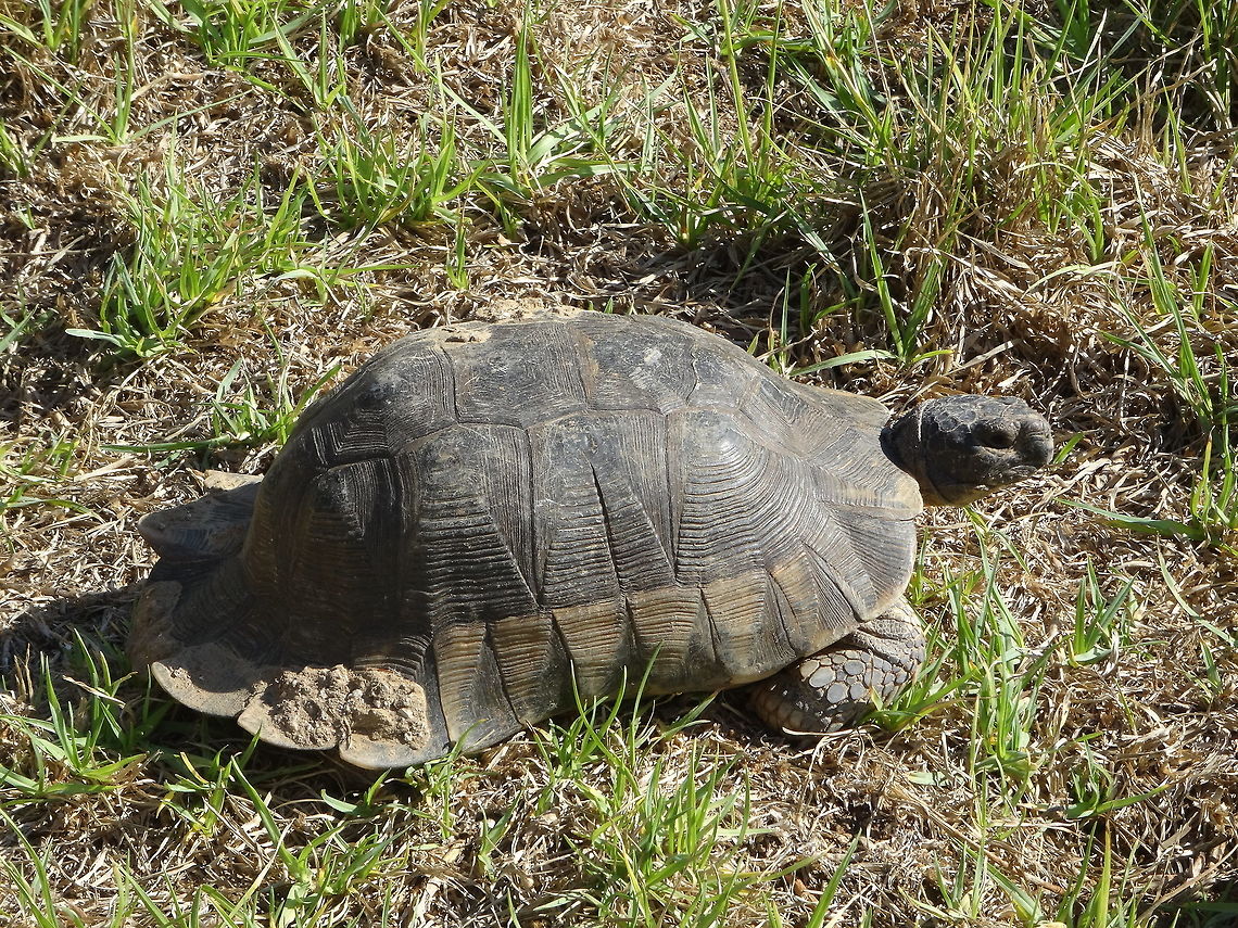 Testudo marginata on the isle of Zakynthos (Greece) dd Oct 01, 2018 This Testudo marginata enjoys te sun after hiding in a groundhole for several days for the rain and storm on Zakynthos (Greece). On the backside of his carapace lay stil parts of soil. The outspreadding backside of his carapace is a characteristic of this species. Fall,Geotagged,Greece,Marginated tortoise,Testudo marginata