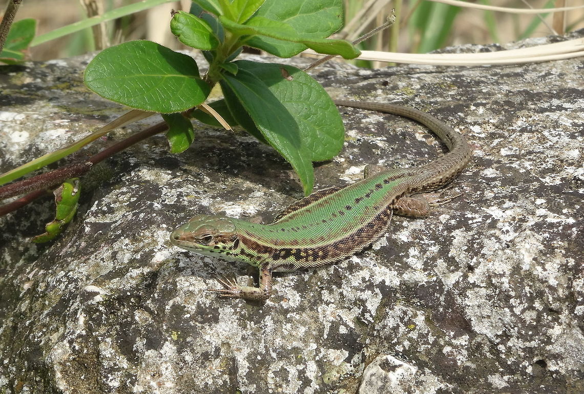 Podarcis taurica, isle of Zakynthos (Greece) dd Oct. 3, 2018 After several days of rain and storm, this Podarcis taurica male enjoys the shining sun, ignoring the passing tourists. Fall,Geotagged,Greece,Podarcis tauricus
