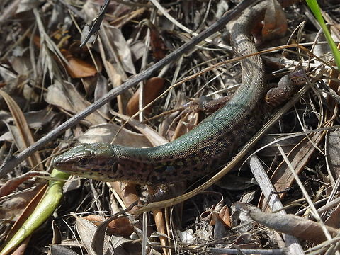 Podarcis taurica, male, isle of Zakynthos (Greece), Oct. 1, 2018 This Podarcis taurica male was hiding in the grass and leaves. This male has a bleu spot above his frontlegs. Within this species little differances in colourpaterns occur. Fall,Geotagged,Greece,Podarcis tauricus