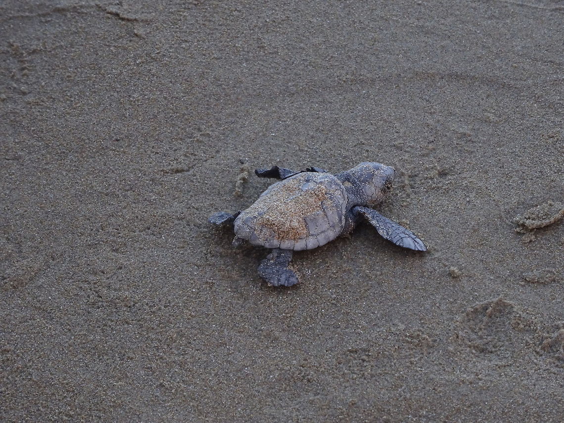 Caretta caretta hatchling, Gerakas-beach,  isle of Zakynthos (Greece) Oct. 01, 2018 I was fortunate to see how the last two Caretta caretta-hatchlings, of a nest of 40, were running to the surf on Gerakas-Beach, Zakynthos (Greece). Caretta caretta,Fall,Geotagged,Greece,Loggerhead sea turtle