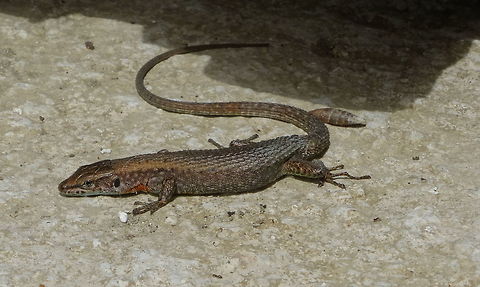 Algyroides nigropunctatus on the isle of Corfou, Jun. 18, 2016 Ready to run away, this Algyroides nigropunctatus is looking to that strange guy with his camera. Algyroides nigropunctatus,Blue-throated keeled lizard,Geotagged,Greece,Spring