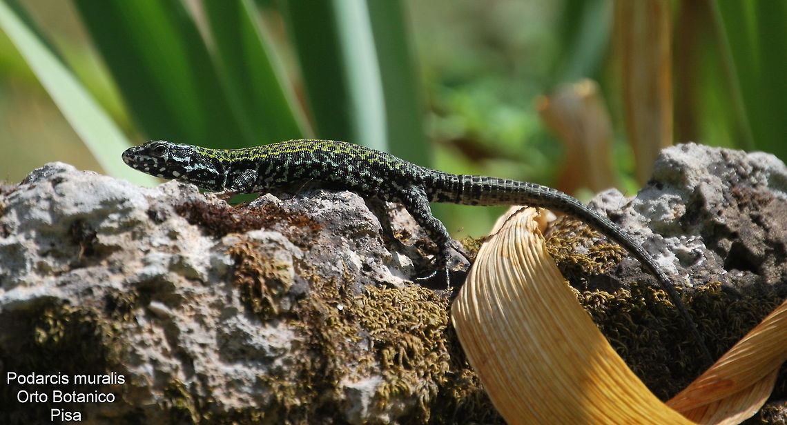 Podarcis muralis, Pisa (Italy), Aug. 25, 2013 In the botanical gardens of Pisa (Italy) this male Podarcis muralis was sunbathing near the pond. In the middle of Italy these wall lizards are more dark marked. Common wall lizard,Geotagged,Italy,Podarcis muralis,Summer