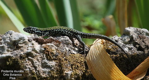 Podarcis muralis, Pisa (Italy), Aug. 25, 2013 In the botanical gardens of Pisa (Italy) this male Podarcis muralis was sunbathing near the pond. In the middle of Italy these wall lizards are more dark marked. Common wall lizard,Geotagged,Italy,Podarcis muralis,Summer