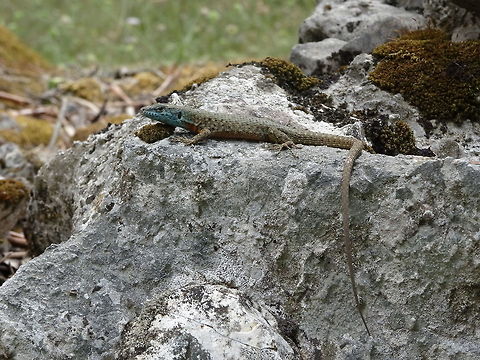 Algyroides nigropunctatus on the isle of Corfou (Greece), Jun. 16, 2016 Algyroides nigropunctatus, a shy lizard species, with a tail, twice the lenght of his body. Algyroides nigropunctatus,Blue-throated keeled lizard,Geotagged,Greece,Spring