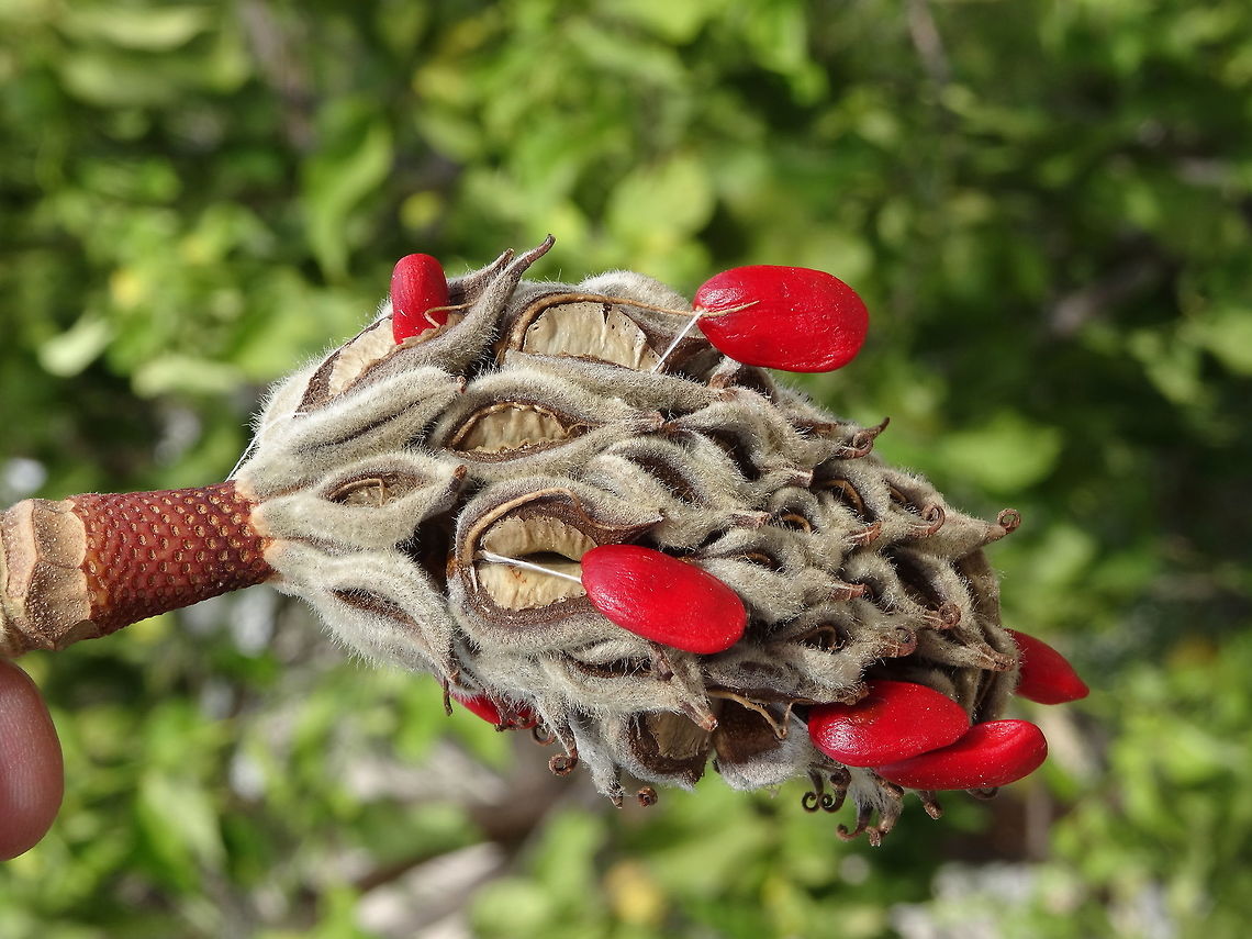 Magnolia grandiflora, seeds, isle of Zakynthos (Greece), Sept. 27, 2018 A blown flower with seeds from the Magnolia grandiflora Fall,Ficus elastica,Geotagged,Greece,Magnolia grandiflora,Rubber fig,Southern Magnolia