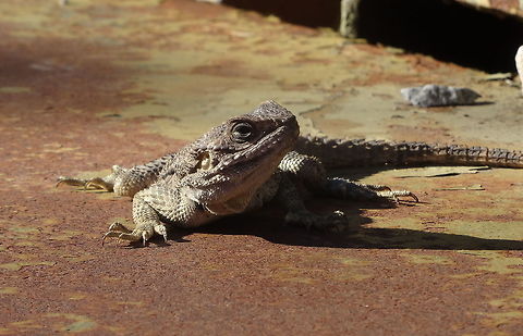Laudakia (Agama) stellio, Ilse of Cyprus, Feb. 13, 2018 In the Februari-sun this steel plate is pleasant warm and this Laudakia stellio enjoys it. Geotagged,Laudakia stellio,Stellion,Winter