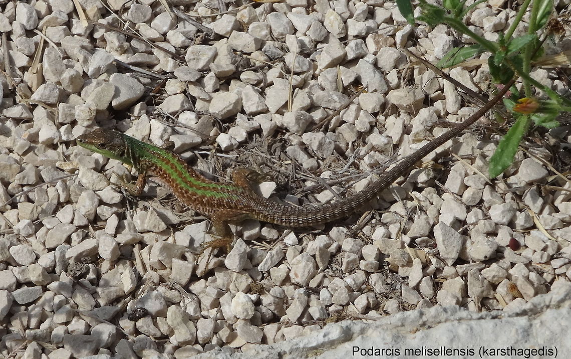 Podarcis melisellensis, Nin (Croatia), Sep. 16, 2015 This Podarcis melisellensis joys the warm gravel of a footpath near the coast. Dutch name: karsthagedis. Croatia,Dalmatian wall lizard,Geotagged,Podarcis melisellensis,Summer
