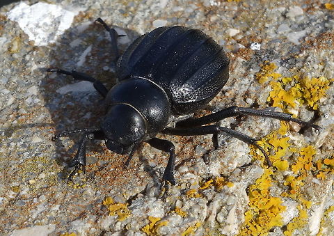 Darkling Beetle (Pimelia costata)  Geotagged,Pimelia costata,Portugal,Spring
