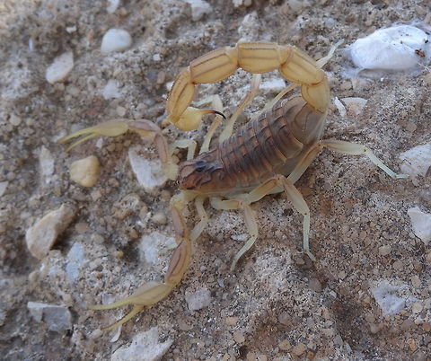 Yellow Scorpion (Buthus occitanus) top view This beautiful scorpion was hiding under a big stone. In an attempt to make him move to the top of the rock, to give me the opportunity to make a photograph of him, he managed to sting me in the top of my left ring finger. It hurt instantly as a hit with a hammer! Within minutes my left finger, after 1 hour my left hand and in 2 hours the pain reached my entire underarm. It hurt for 2 days. The fingertop was still sensitive after two weeks. Quite an experience!

Other picture:
https://www.jungledragon.com/image/81176/yellow_scorpion_buthus_occitans_front_view.html
 Buthus occitans,Buthus occitanus,Geotagged,Portugal,Scorpion,Spring