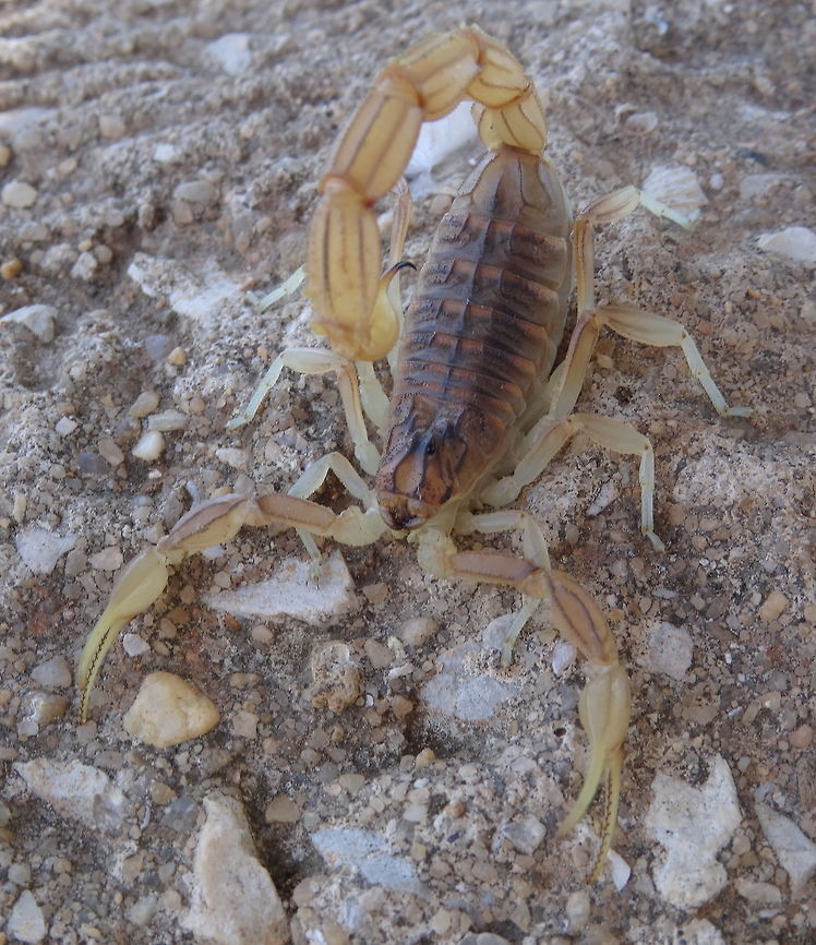 Yellow Scorpion (Buthus occitanus) front view This beautiful scorpion was hiding under a big stone. In an attempt to make him move to the top of the rock, to give me the opportunity to make a photograph of him, he managed to sting me in the top of my left ring finger. It hurt instantly as a hit with a hammer! Within minutes my left finger, after 1 hour my left hand and in 2 hours the pain reached my entire underarm. It hurt for 2 days. The fingertop was still sensitive after two weeks. Quite an experience!<br />
<br />
Other photo:<br />
<figure class="photo"><a href="https://www.jungledragon.com/image/81175/yellow_scorpion_buthus_occitanus_top_view.html" title="Yellow Scorpion (Buthus occitanus) top view"><img src="https://s3.amazonaws.com/media.jungledragon.com/images/3446/81175_thumb.JPG?AWSAccessKeyId=05GMT0V3GWVNE7GGM1R2&Expires=1770854410&Signature=q0hlalTpVmIlNd2hZQwmUwgMius%3D" width="200" height="168" alt="Yellow Scorpion (Buthus occitanus) top view This beautiful scorpion was hiding under a big stone. In an attempt to make him move to the top of the rock, to give me the opportunity to make a photograph of him, he managed to sting me in the top of my left ring finger. It hurt instantly as a hit with a hammer! Within minutes my left finger, after 1 hour my left hand and in 2 hours the pain reached my entire underarm. It hurt for 2 days. The fingertop was still sensitive after two weeks. Quite an experience!<br />
<br />
Other picture:<br />
https://www.jungledragon.com/image/81176/yellow_scorpion_buthus_occitans_front_view.html<br />
 Buthus occitans,Buthus occitanus,Geotagged,Portugal,Scorpion,Spring" /></a></figure> Buthus occitans,Buthus occitanus,Geotagged,Portugal,Scorpion,Spring