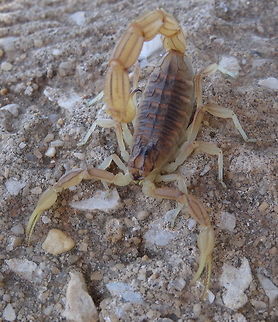 Yellow Scorpion (Buthus occitanus) front view This beautiful scorpion was hiding under a big stone. In an attempt to make him move to the top of the rock, to give me the opportunity to make a photograph of him, he managed to sting me in the top of my left ring finger. It hurt instantly as a hit with a hammer! Within minutes my left finger, after 1 hour my left hand and in 2 hours the pain reached my entire underarm. It hurt for 2 days. The fingertop was still sensitive after two weeks. Quite an experience!

Other photo:
https://www.jungledragon.com/image/81175/yellow_scorpion_buthus_occitanus_top_view.html Buthus occitans,Buthus occitanus,Geotagged,Portugal,Scorpion,Spring