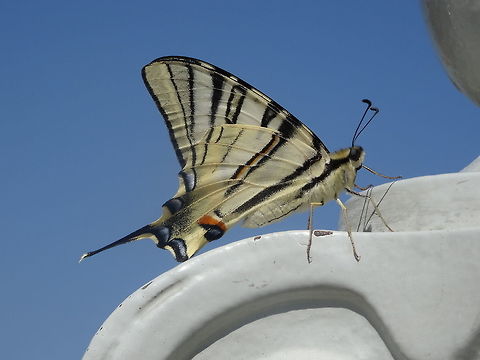 Iphiclides podalirius in Budapest on 02sept2019 At the foot of the liberty-statue in Budapest this Scarce Swallowtale sat long enouth to make a good photograph of him. Geotagged,Hungary,Iphiclides podalirius,Scarce Swallowtail,Summer