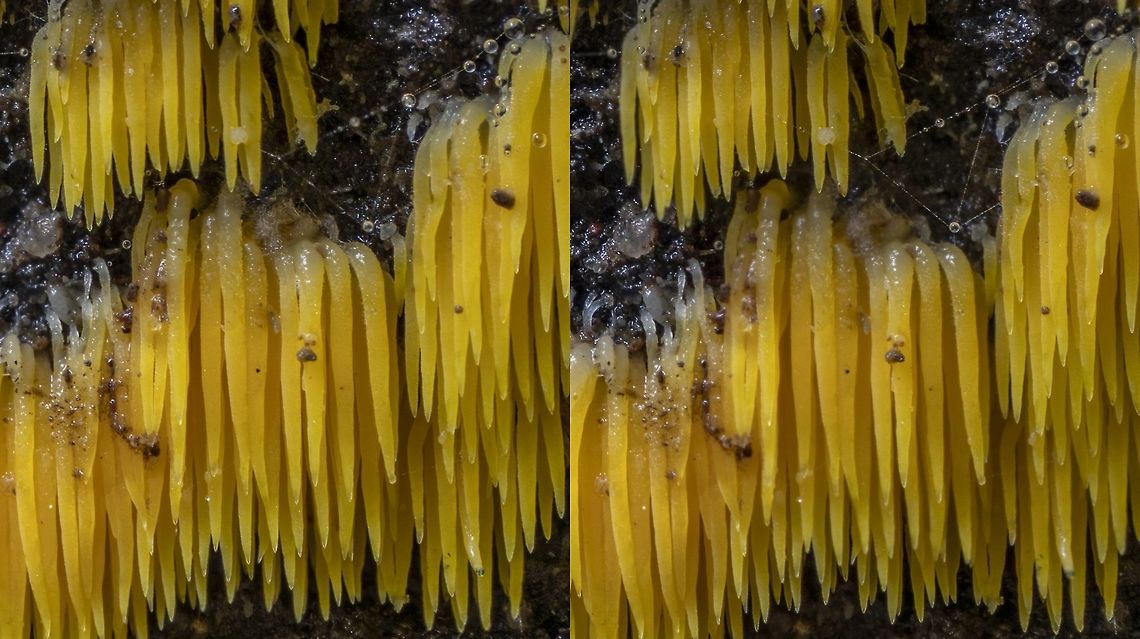 Mucronella pulchra up close and personal Mucronellas are small, toothed fruiting bodies found on the wood their mycelium decomposes.  Many of them in our area (PNW) are white.  This is the one that is yellow orange.  Each tooth seen here is about 4 mm long.  This is a left-right stereo pair. Decomposer,Fungi,Geotagged,Mucronella,Mucronella pulchra,Stereo photo,Tooth,United States
