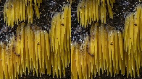 Mucronella pulchra up close and personal Mucronellas are small, toothed fruiting bodies found on the wood their mycelium decomposes.  Many of them in our area (PNW) are white.  This is the one that is yellow orange.  Each tooth seen here is about 4 mm long.  This is a left-right stereo pair. Decomposer,Fungi,Geotagged,Mucronella,Mucronella pulchra,Stereo photo,Tooth,United States