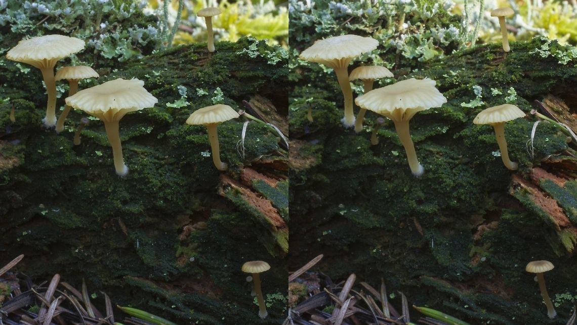 Lichenomphalia umbellifera, one of the mushroom lichens One of the few Basidiomycota to function as a lichen; a symbiotic union of green algae and a fungus.  The thallus is the green scum on the log.  The mushroom-producing fungus apparently gets all its carbohydrate from the algae.  A closeup of this thallus is in the next photo. Basidiomycota,Fungi,Geotagged,Green algae,Lichen,Lichenomphalia umbellifera,Stereo photo,United States